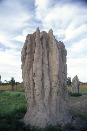 termite hill-AsiaPhotoStock