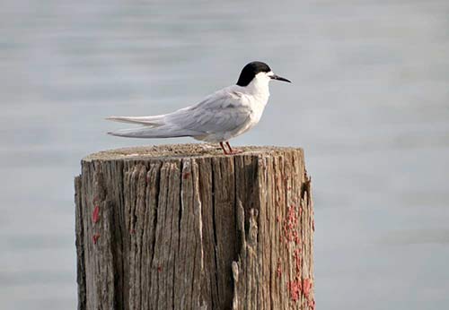 tern-AsiaPhotoStock