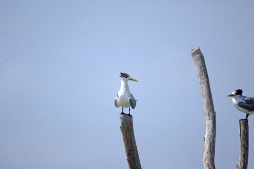 tern on post-AsiaPhotoStock