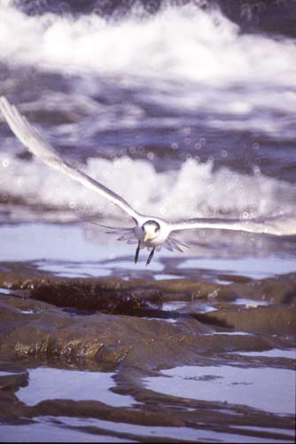 gull-AsiaPhotoStock