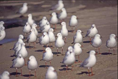 terns-AsiaPhotoStock