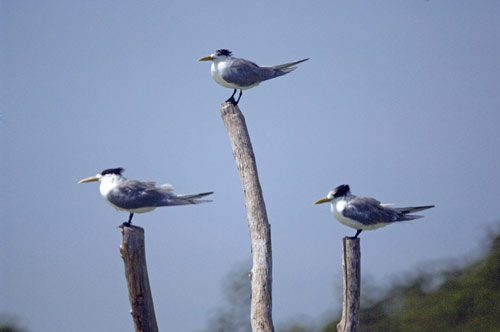 three terns on posts-AsiaPhotoStock