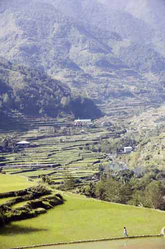 hapao rice view-AsiaPhotoStock