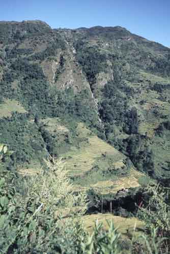 rice terraces nepal-AsiaPhotoStock