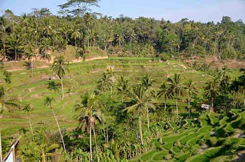 terracing rice-AsiaPhotoStock