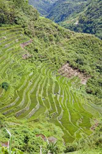 terracing banaue-AsiaPhotoStock