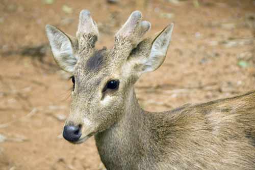 thailand deer-AsiaPhotoStock