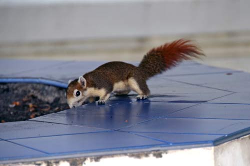 thai squirrel-AsiaPhotoStock