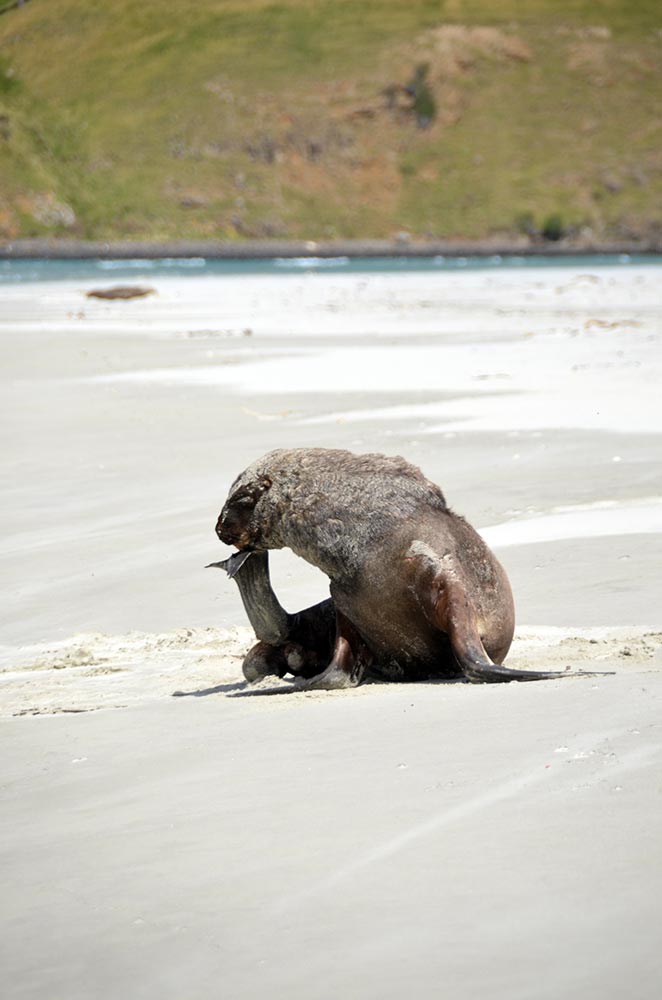 thinking sea lion-AsiaPhotoStock