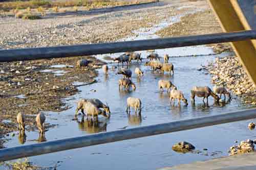 thirsty-AsiaPhotoStock