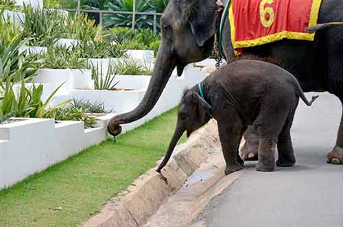 thirsty elephants-AsiaPhotoStock