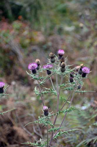 thistle-AsiaPhotoStock