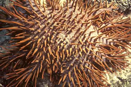 crown of thorns-AsiaPhotoStock