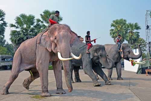 three elephants sukho-AsiaPhotoStock