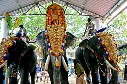 three elephants-AsiaPhotoStock