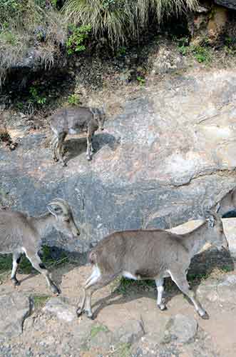 three goats-AsiaPhotoStock