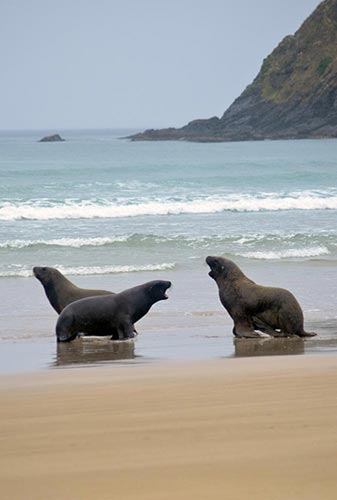 three sea lion-AsiaPhotoStock