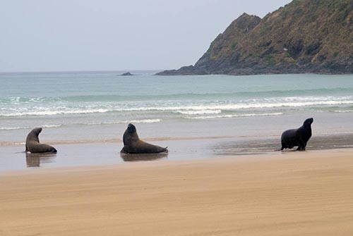 three sea lions-AsiaPhotoStock