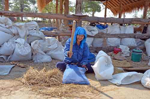 threshing-AsiaPhotoStock