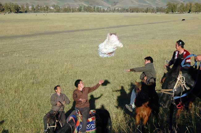 sheep throwing-AsiaPhotoStock