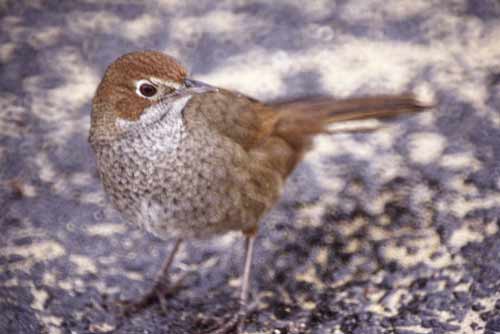 australian thrush-AsiaPhotoStock