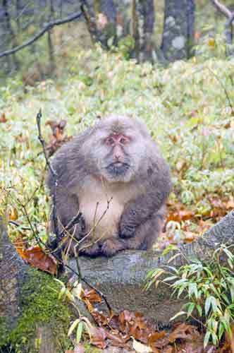 tibetan macaque-AsiaPhotoStock