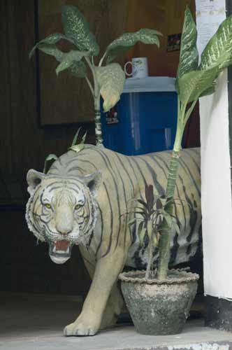 tiger-AsiaPhotoStock