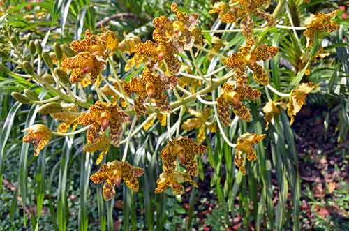 tiger orchid in bloom-AsiaPhotoStock