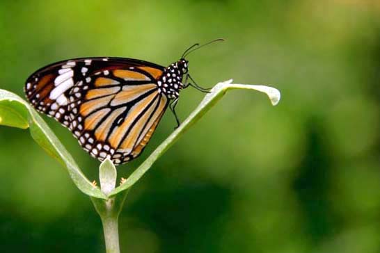 tiger butterfly in leaf-AsiaPhotoStock