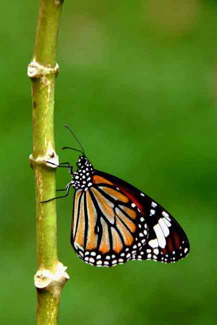 tiger butterfly-AsiaPhotoStock