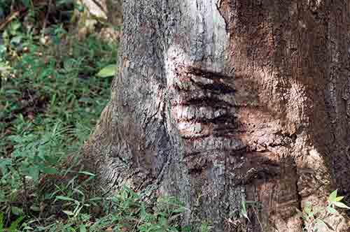 tiger claw marks-AsiaPhotoStock