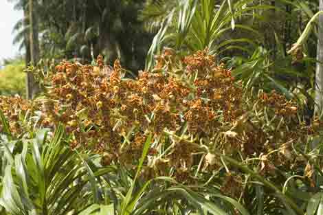 tiger orchid plant-AsiaPhotoStock