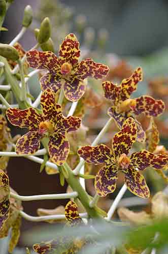 tiger orchid singapore-AsiaPhotoStock