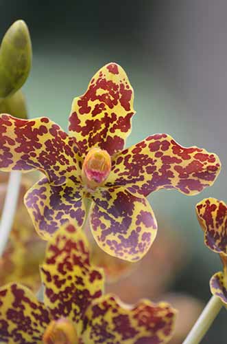 tiger orchids-AsiaPhotoStock