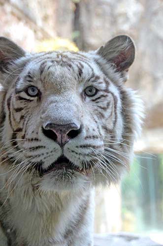 tiger safari-AsiaPhotoStock