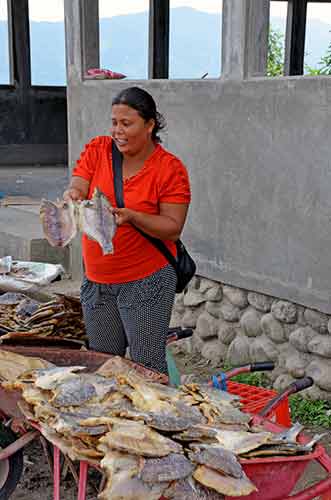 tilapia fish toba-AsiaPhotoStock