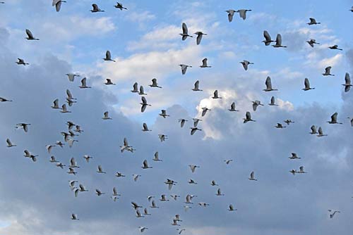 egrets congregating-AsiaPhotoStock