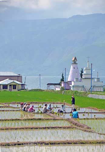 toba rice-AsiaPhotoStock