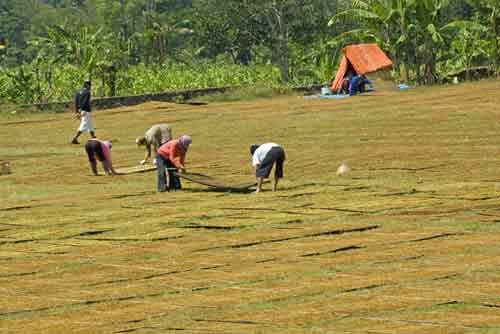 tobacco drying-AsiaPhotoStock