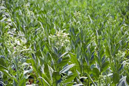 tobacco flowers-AsiaPhotoStock