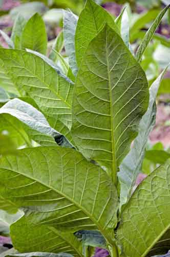 tobacco leaves-AsiaPhotoStock