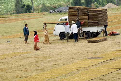 tobacco transport-AsiaPhotoStock