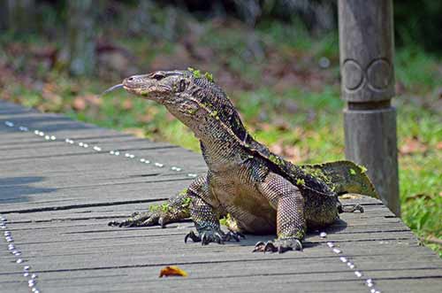 tongue out monitor-AsiaPhotoStock