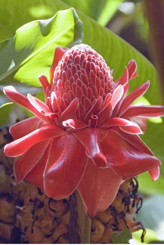 torch ginger-AsiaPhotoStock