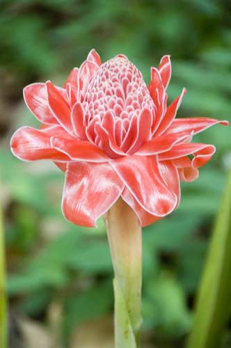 torch ginger thailand-AsiaPhotoStock