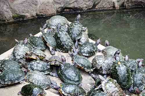 tortoises-AsiaPhotoStock