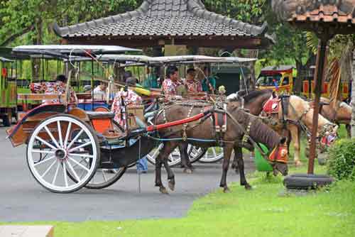 tourist horses-AsiaPhotoStock