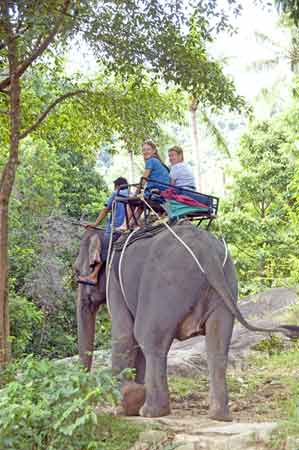 tourists on elephants-AsiaPhotoStock