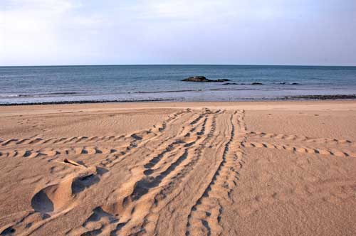 turtle tracks on beach-AsiaPhotoStock