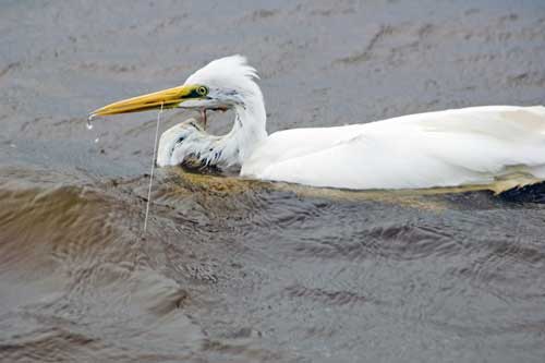 tragic egret-AsiaPhotoStock